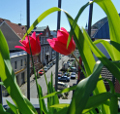 Foto Rundgang Hamburg-St. Georg: Tulpen auf einer Dachterrasse mit Blick in die Straße Koppel. Fotograf: Matthias Krüttgen